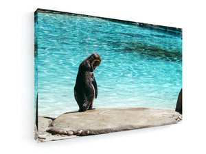 Stretched Canvas Classic – Premium - Penguin