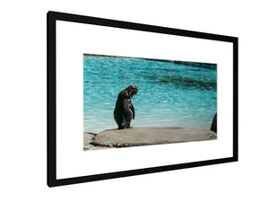 Framed print - Smooth - Penguin