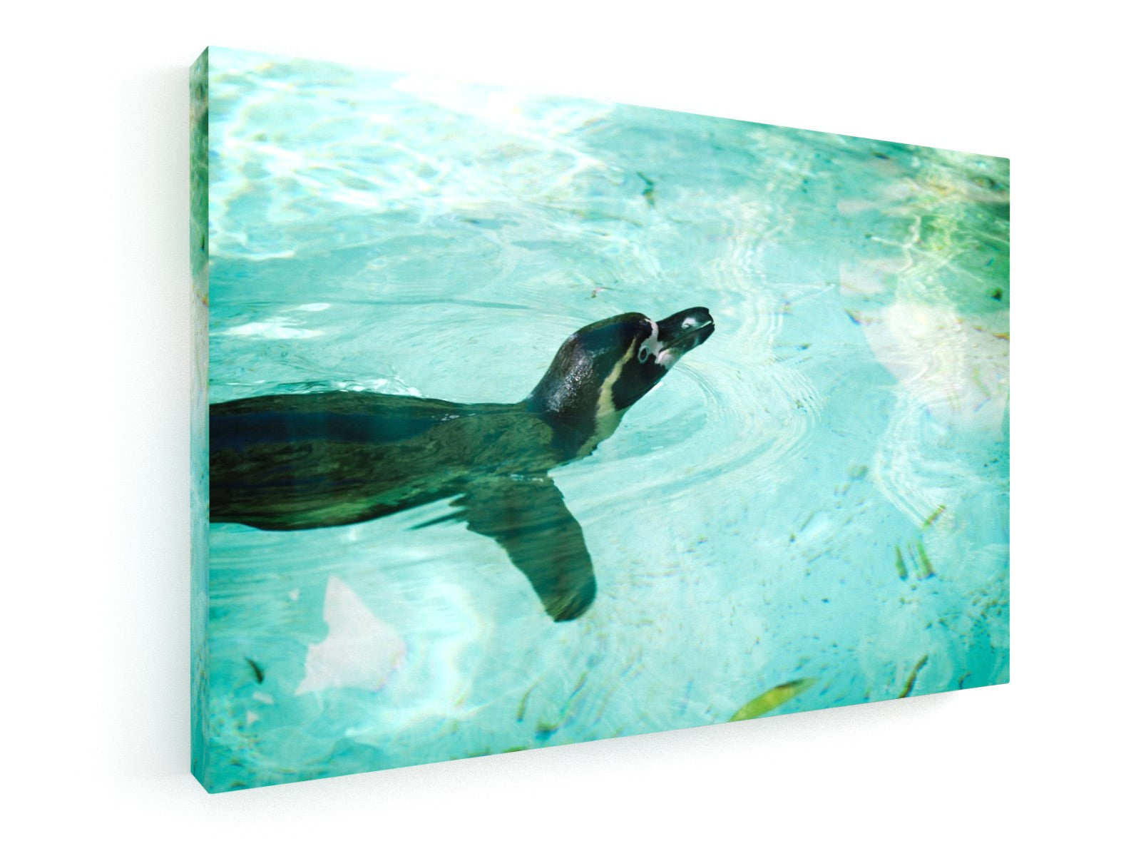 Stretched Canvas Classic – Premium - Penguin
