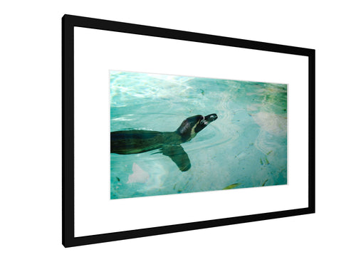Framed print - Smooth - Penguin